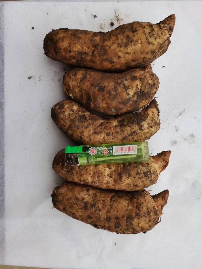高山红天麻，量大从优，基地直供，欢迎各位前来选购。