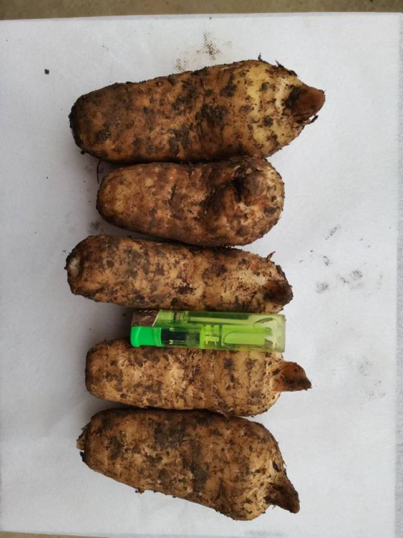 高山红天麻，量大从优，基地直供，欢迎各位前来选购。