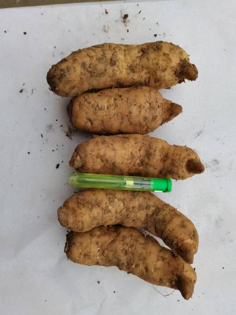 高山红天麻，量大从优，基地直供，欢迎各位前来选购。