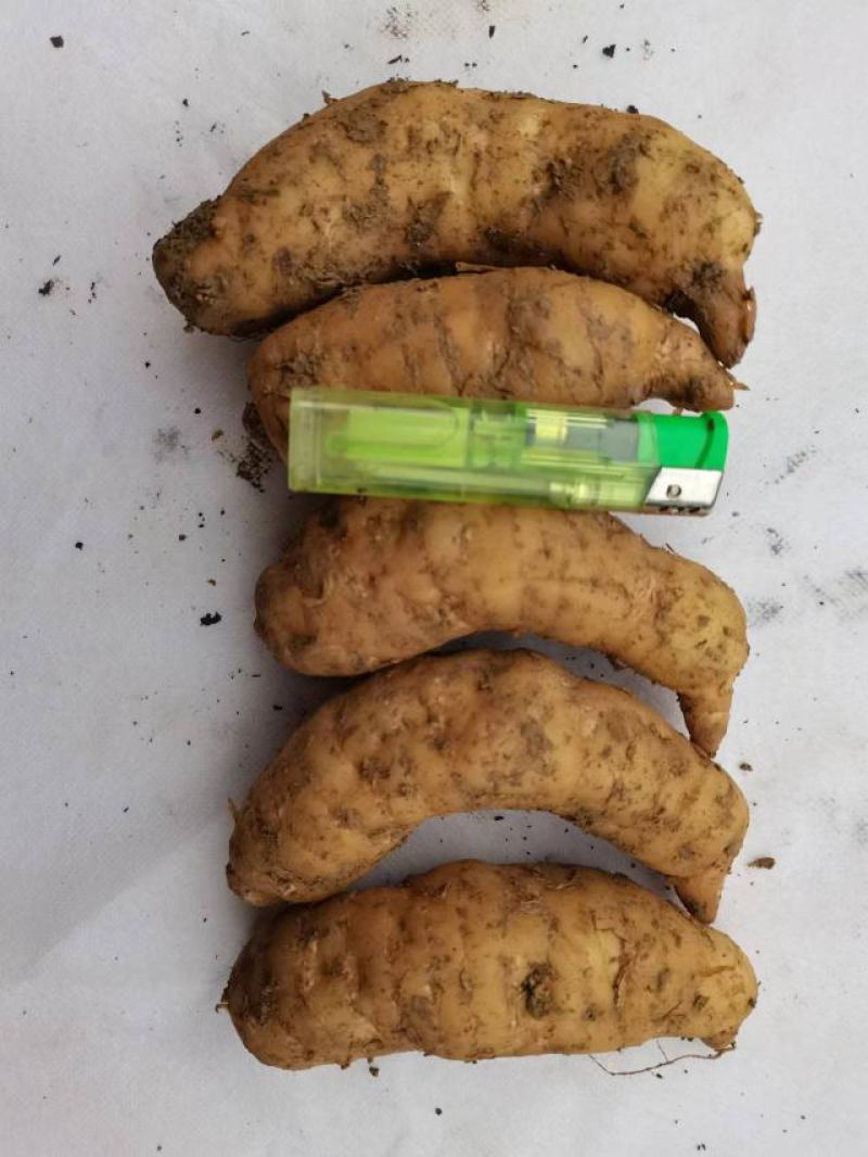 高山红天麻，量大从优，基地直供，欢迎各位前来选购。