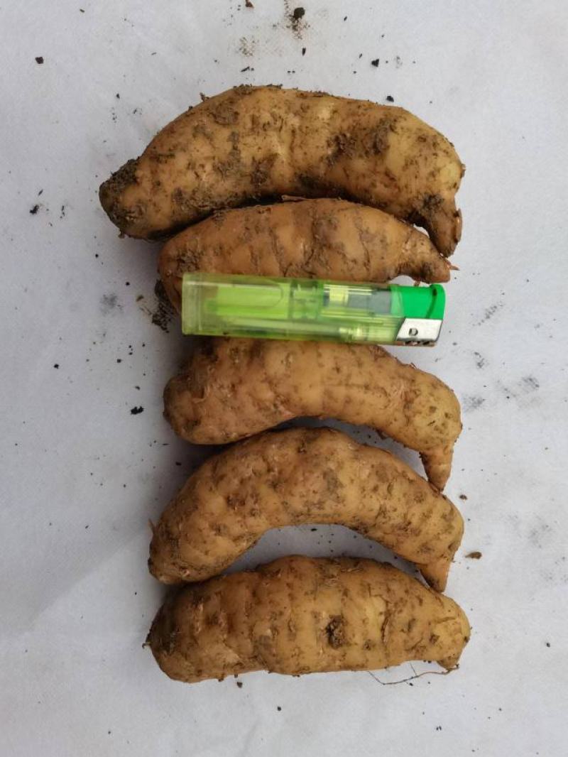 高山红天麻，量大从优，基地直供，欢迎各位前来选购。