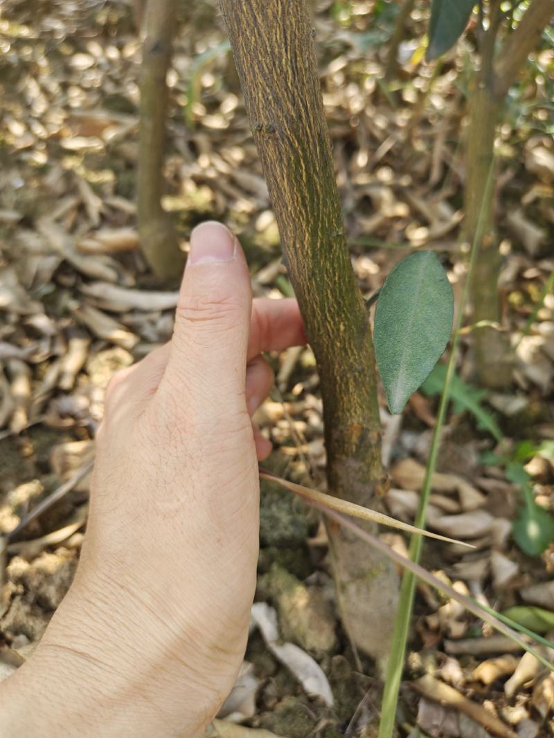 自家果园嫁接移植枸橘砧木纽荷尔脐橙3年树苗，品种纯正