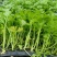 【推荐】河北优质穴盘皇后芹菜苗西芹成活率高提供一条龙服务