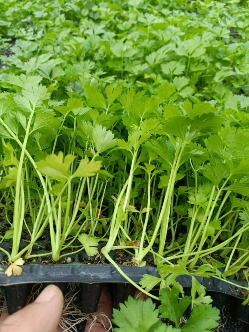 【推荐】河北优质穴盘皇后芹菜苗西芹成活率高提供一条龙服务