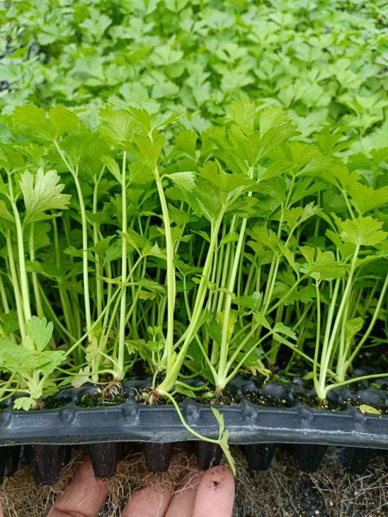【推荐】河北优质穴盘皇后芹菜苗西芹成活率高提供一条龙服务