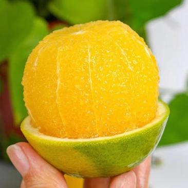 云南冰糖橙产地个大味甜花渣皮面光滑，看园选货现采现发。