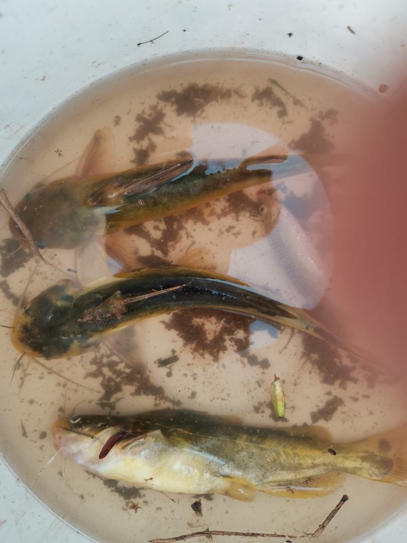 黄辣丁