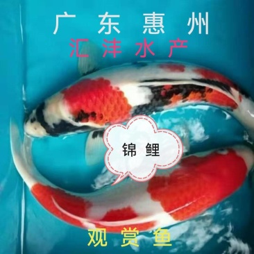 锦鲤苗，锦鲤鱼苗，品种优良，量大从优，全国发货！