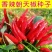 七彩辣椒种子四季播五彩椒朝天椒种子籽阳台盆栽高产辣椒蔬菜