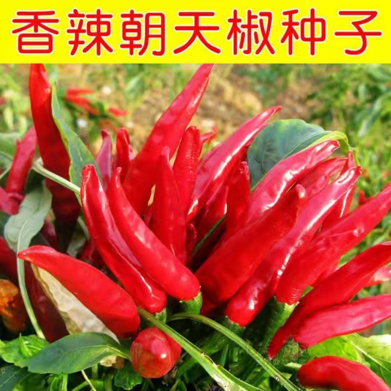 七彩辣椒种子四季播五彩椒朝天椒种子籽阳台盆栽高产辣椒蔬菜