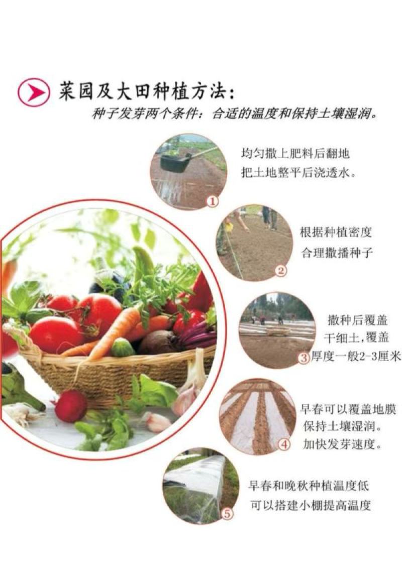 七彩辣椒种子四季播五彩椒朝天椒种子籽阳台盆栽高产辣椒蔬菜