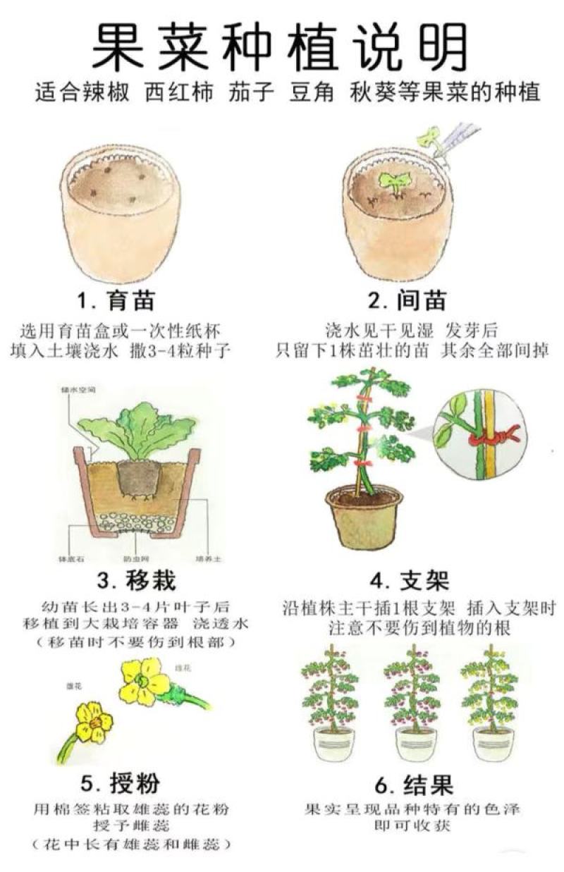 七彩辣椒种子四季播五彩椒朝天椒种子籽阳台盆栽高产辣椒蔬菜