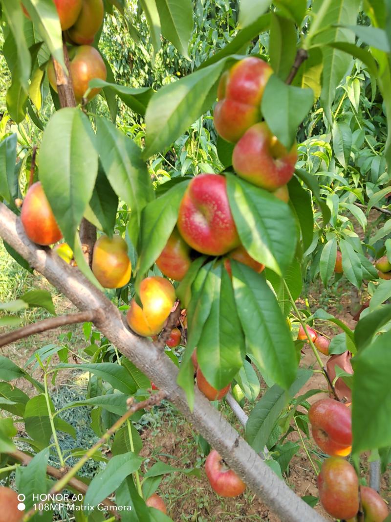 油潘桃树