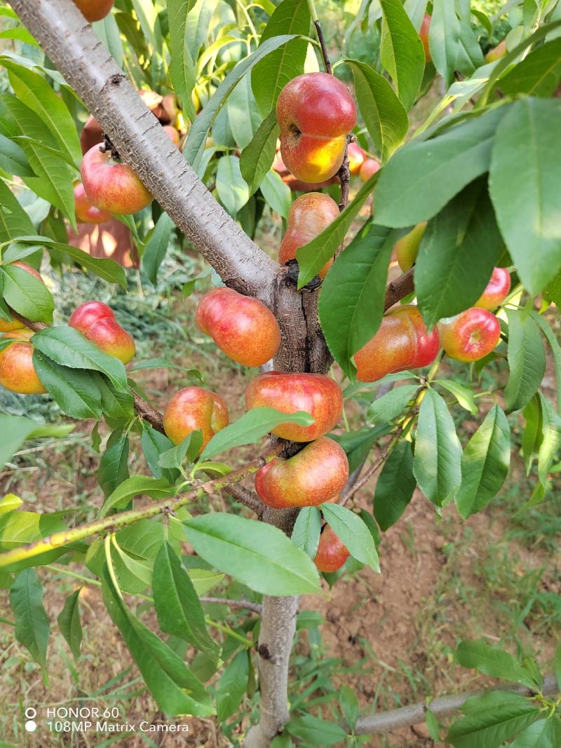 油潘桃树