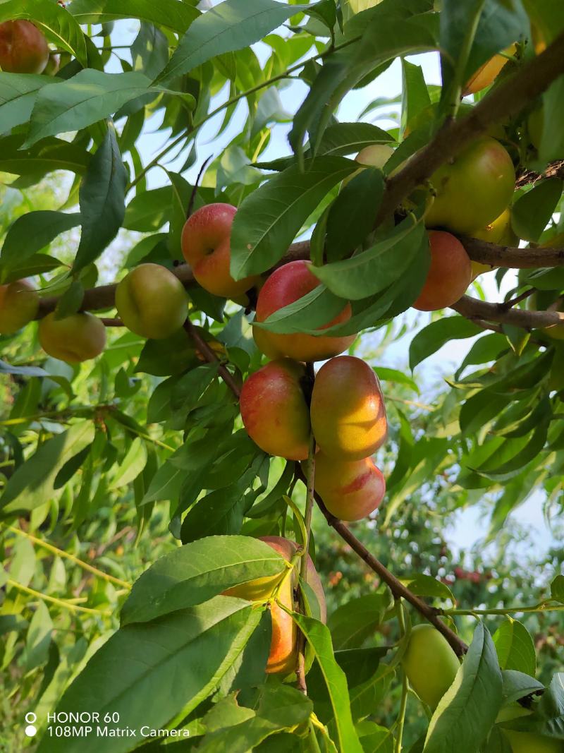 油潘桃树