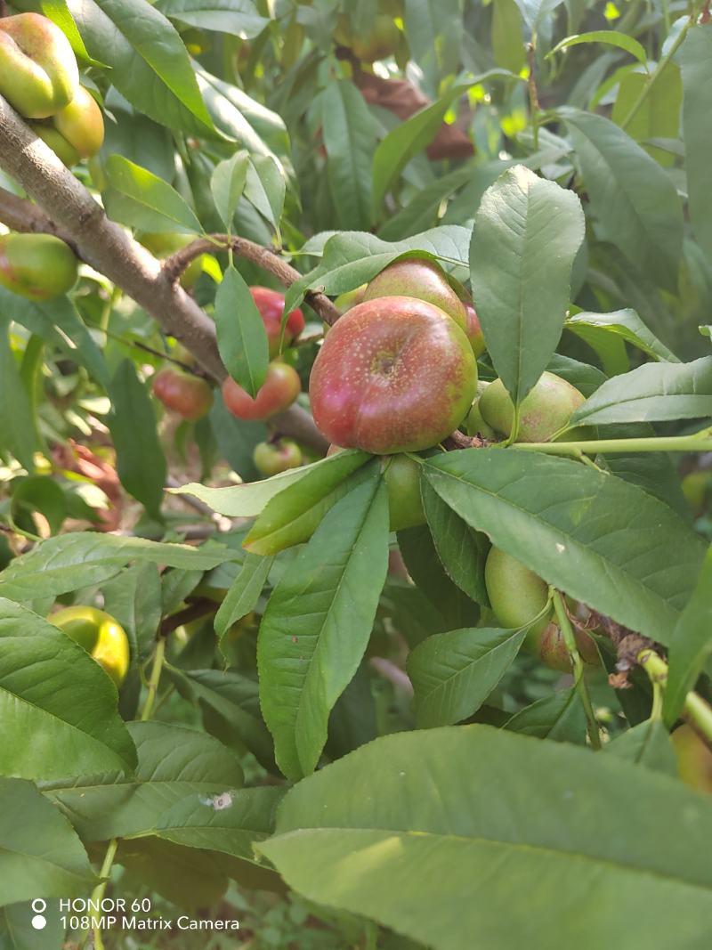 油潘桃树