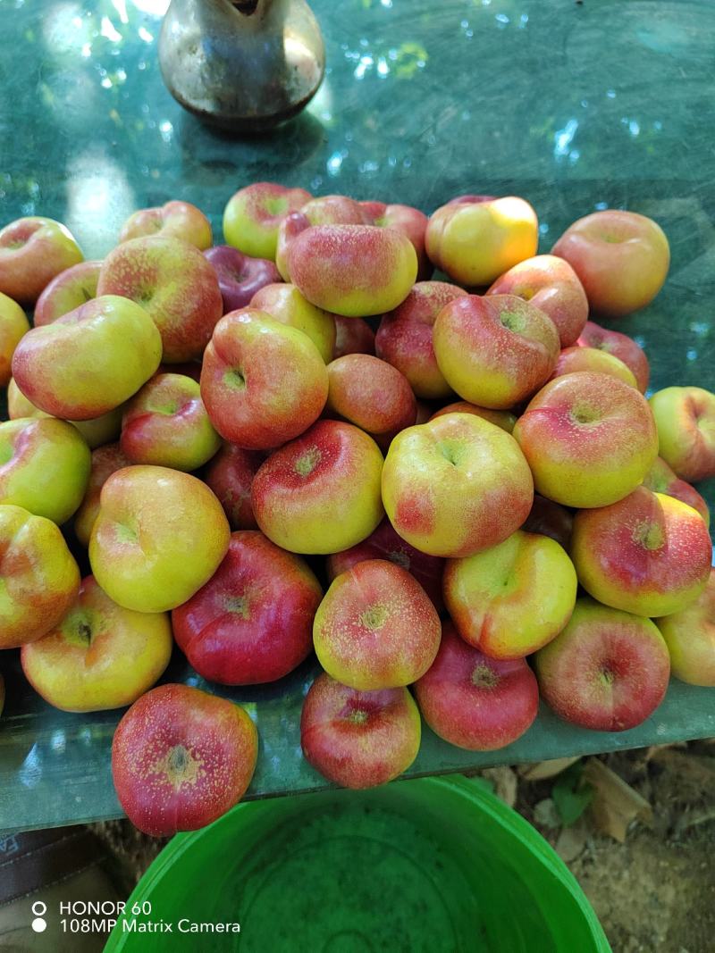 油潘桃树