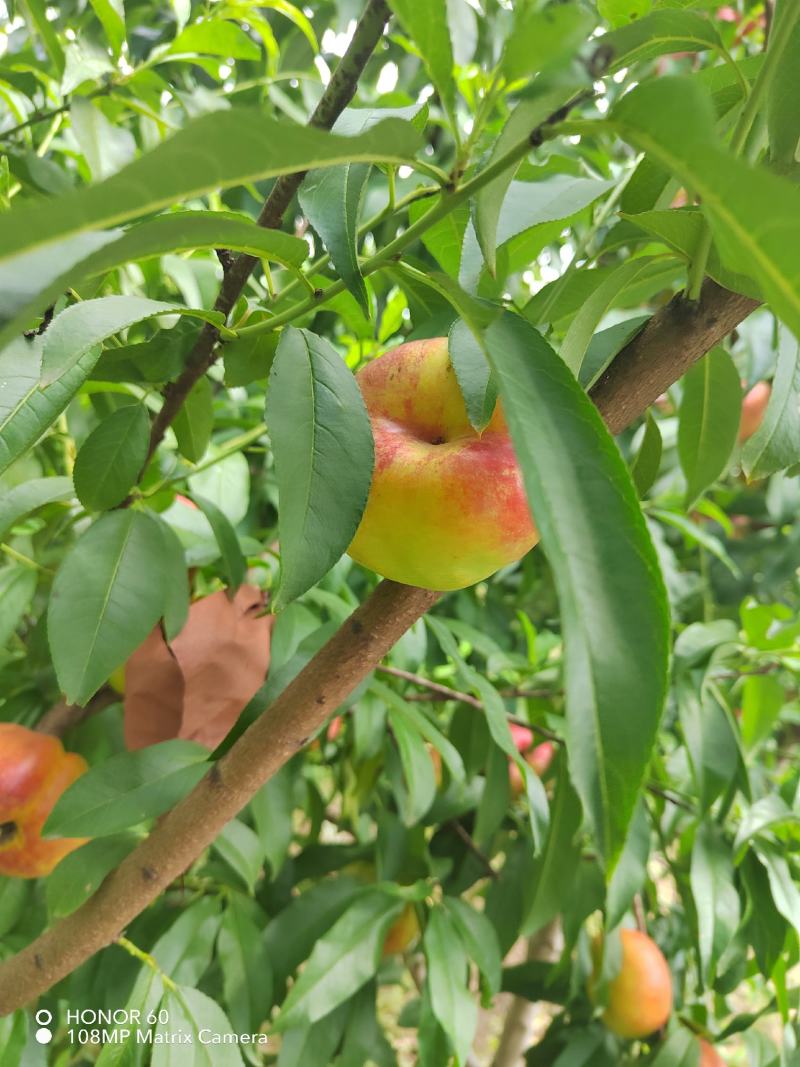 油潘桃树