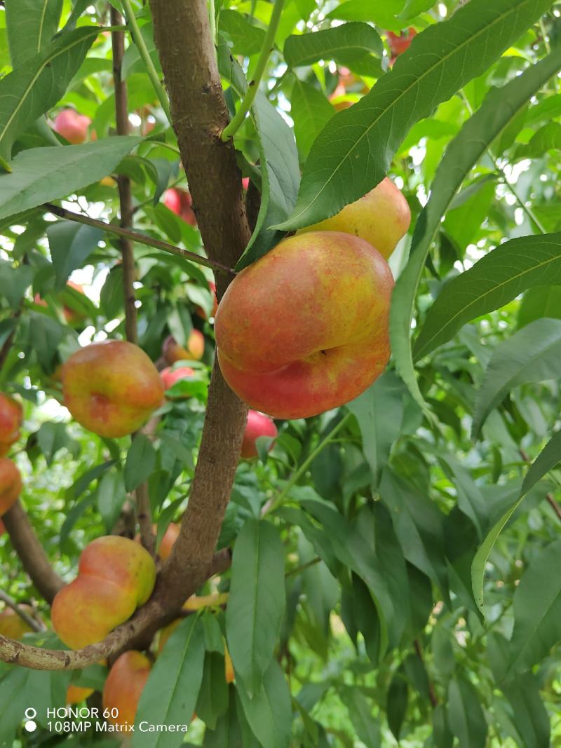 油潘桃树