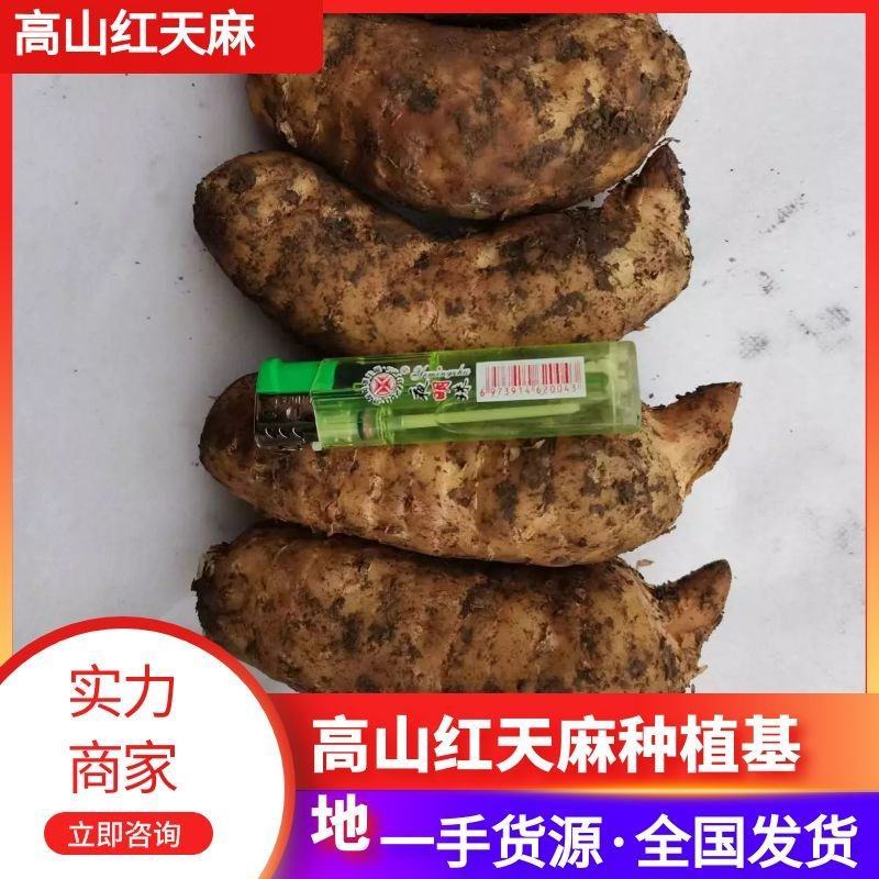 【推荐】高山红天麻种植基地2两以上可真空包装可视频看货