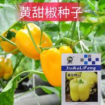黄元帅甜椒种子金贵彩椒圆椒种子甜椒品种农家庭院种植