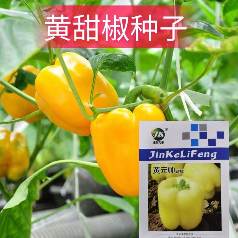 黄元帅甜椒种子金贵彩椒圆椒种子甜椒品种农家庭院种植