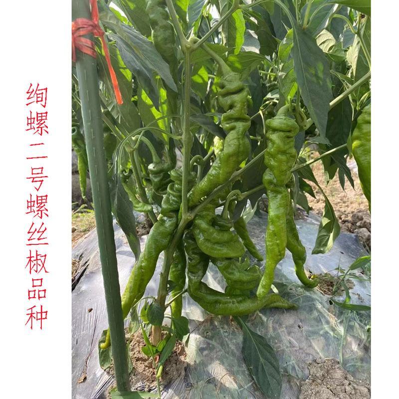 绚螺二号大果全螺型螺丝椒种子高产早熟皮薄肉脆香辣味浓原装