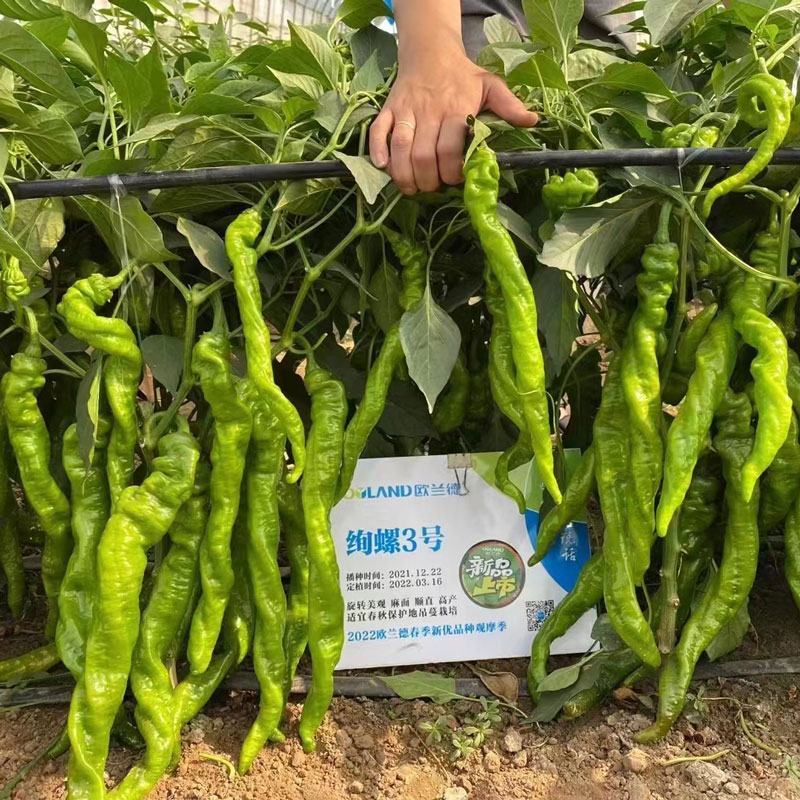 绚螺二号大果全螺型螺丝椒种子高产早熟皮薄肉脆香辣味浓原装
