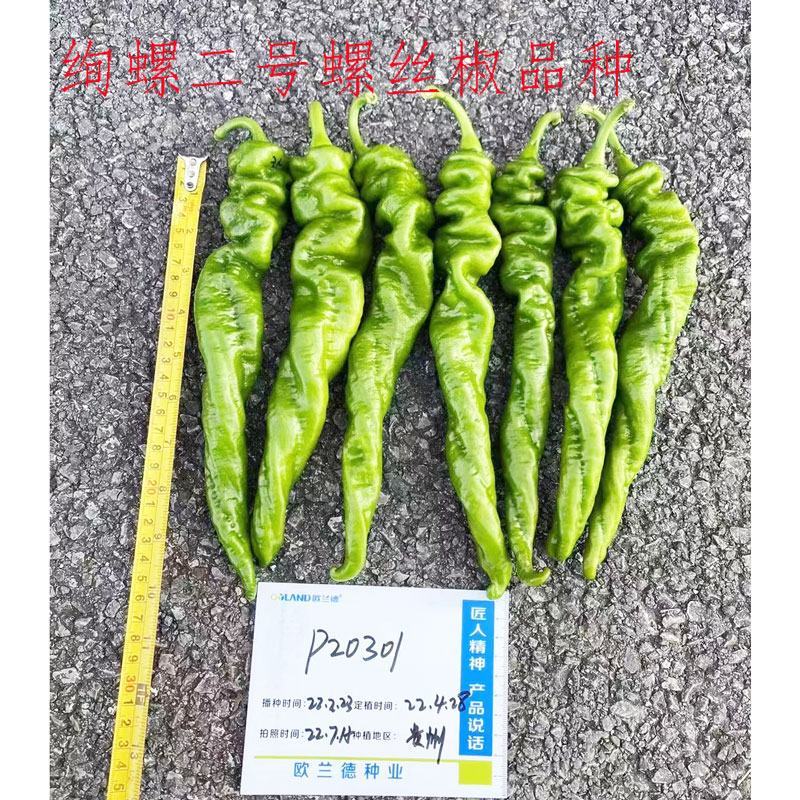 绚螺二号大果全螺型螺丝椒种子高产早熟皮薄肉脆香辣味浓原装