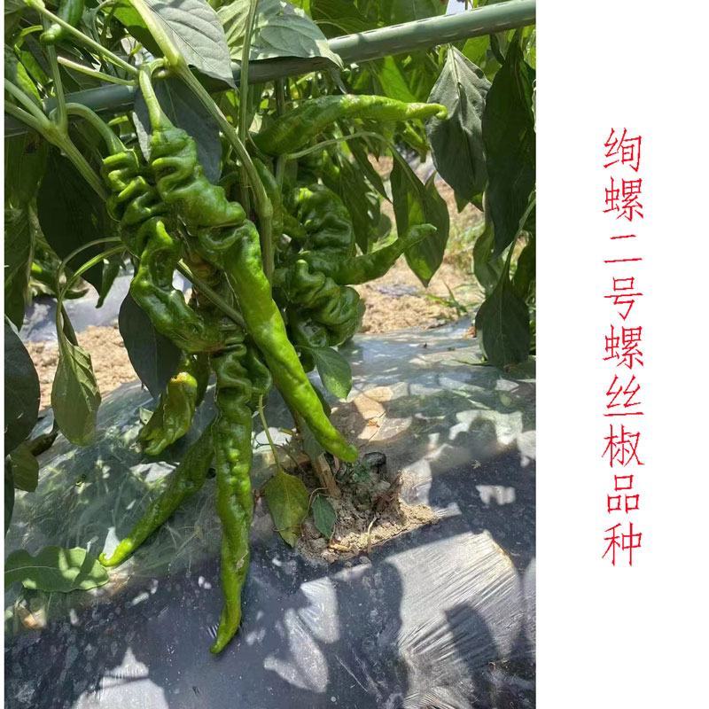 绚螺二号大果全螺型螺丝椒种子高产早熟皮薄肉脆香辣味浓原装
