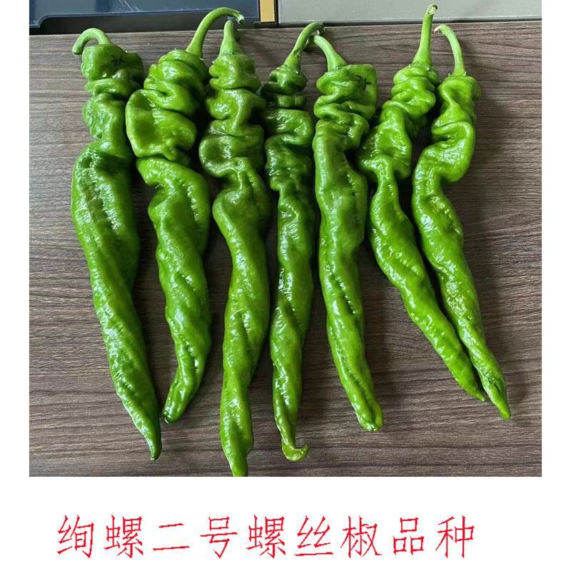 绚螺二号大果全螺型螺丝椒种子高产早熟皮薄肉脆香辣味浓原装
