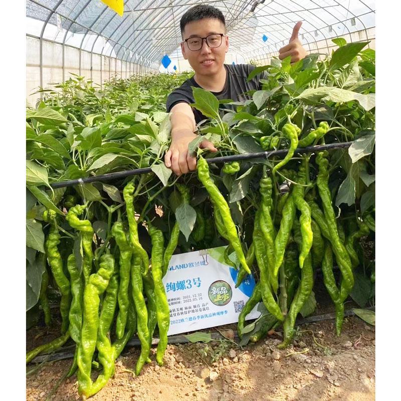 绚螺二号大果全螺型螺丝椒种子高产早熟皮薄肉脆香辣味浓原装