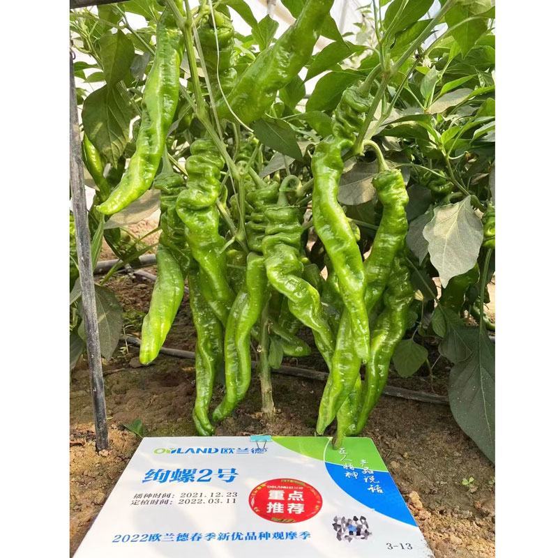绚螺二号大果全螺型螺丝椒种子高产早熟皮薄肉脆香辣味浓原装