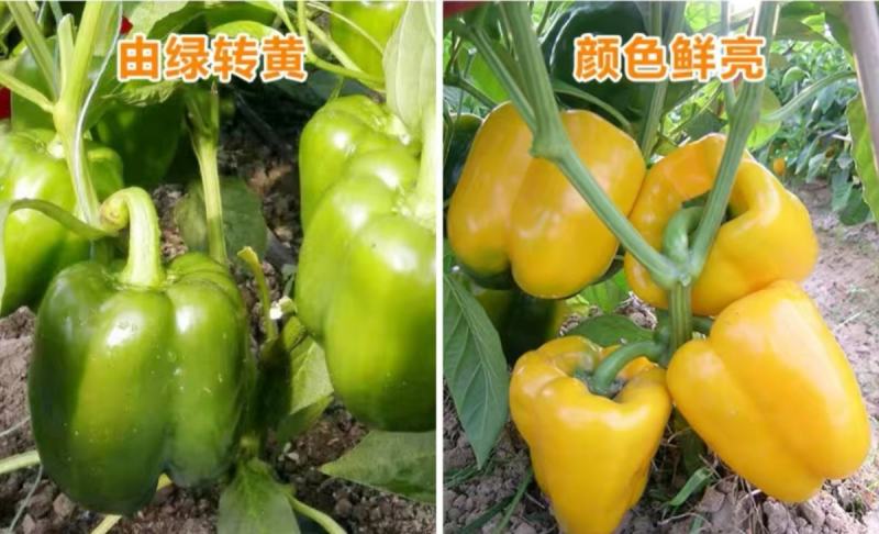黄元帅甜椒种子金贵彩椒圆椒种子甜椒品种农家庭院种植