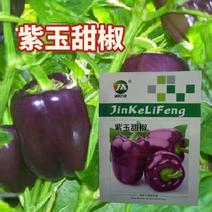 紫玉甜椒彩椒种子圆椒种子甜椒品种农家庭院阳台种植