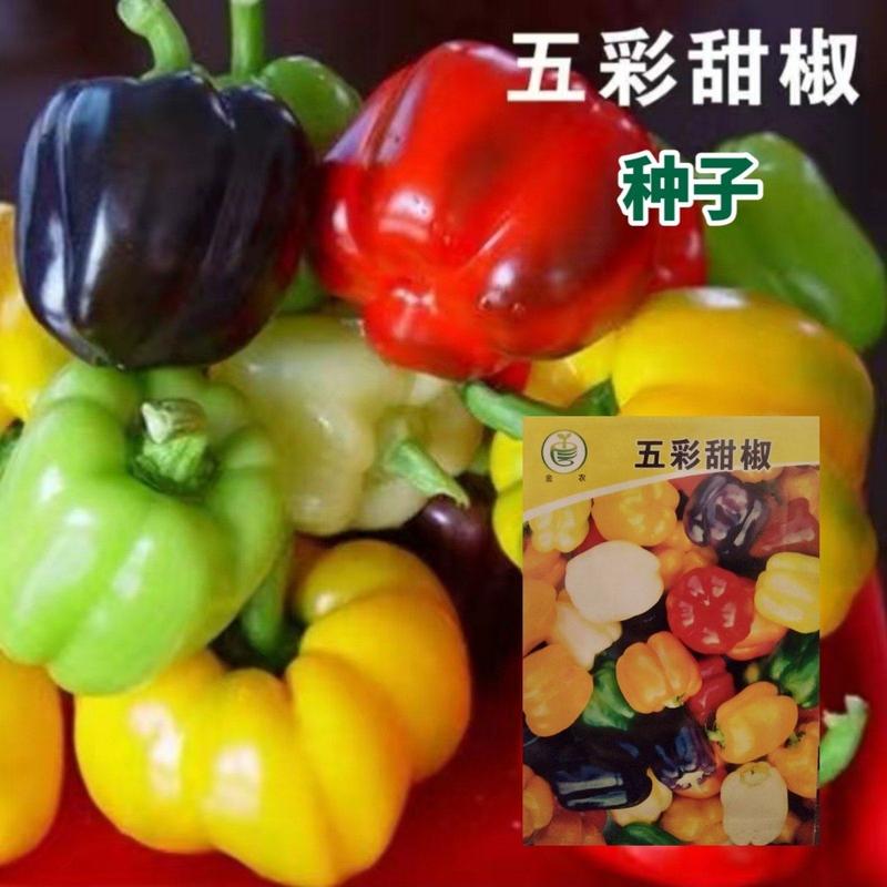 五彩甜椒彩椒种子圆椒种子甜椒品种农家庭院阳台种植