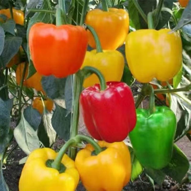 五彩甜椒彩椒种子圆椒种子甜椒品种农家庭院阳台种植