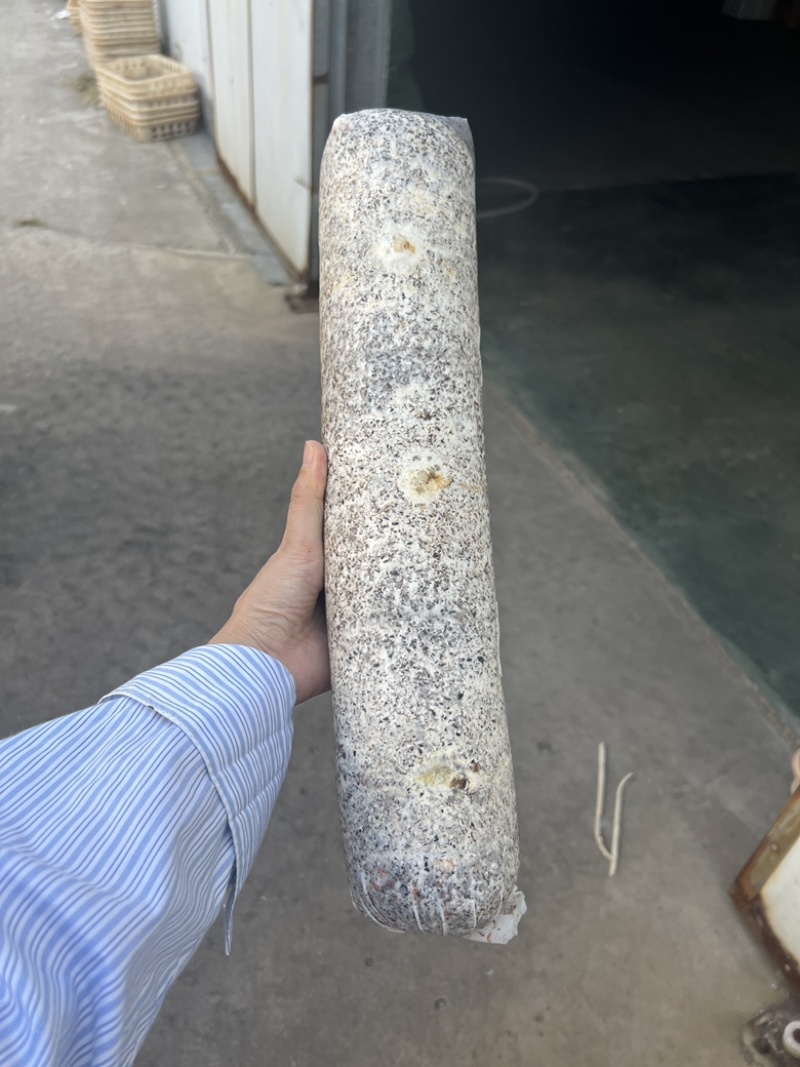 金耳菌包金耳菌棒优质料可来基地参观考察精品金耳