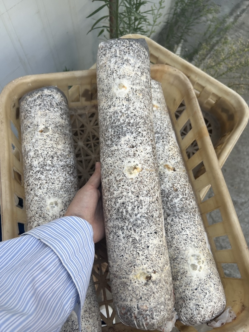 金耳菌包金耳菌棒优质料可来基地参观考察精品金耳