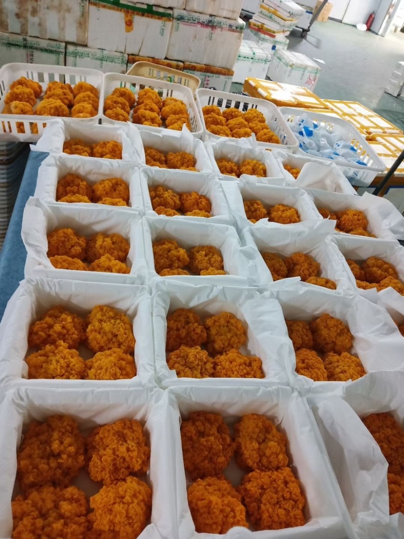 金耳菌包金耳菌棒优质料可来基地参观考察精品金耳