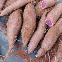 云南高原紫薯长期不限量供应各大平台市场