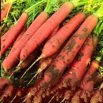 新一代改良三红七寸胡萝卜种子秋季杂交红冠胡萝卜种籽高产