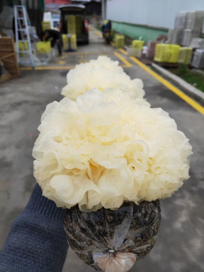 未出耳银耳菌棒银耳菌包精品银耳包可以到基地考察参观
