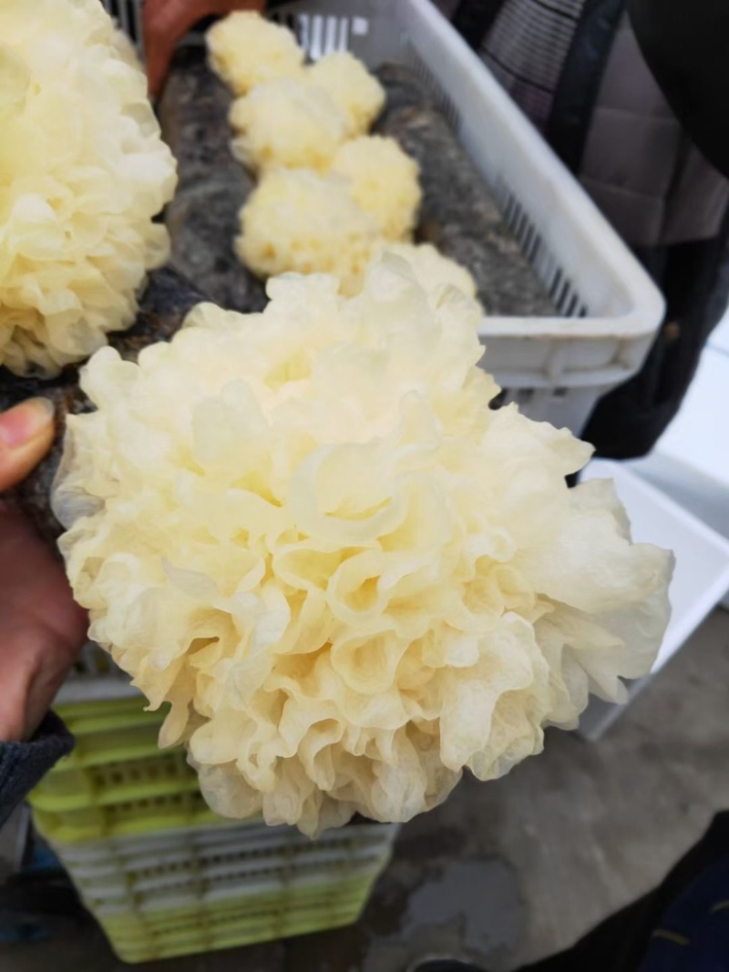 未出耳银耳菌棒银耳菌包精品银耳包可以到基地考察参观