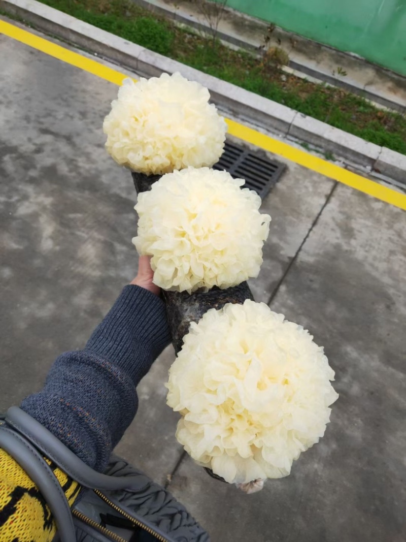 未出耳银耳菌棒银耳菌包精品银耳包可以到基地考察参观