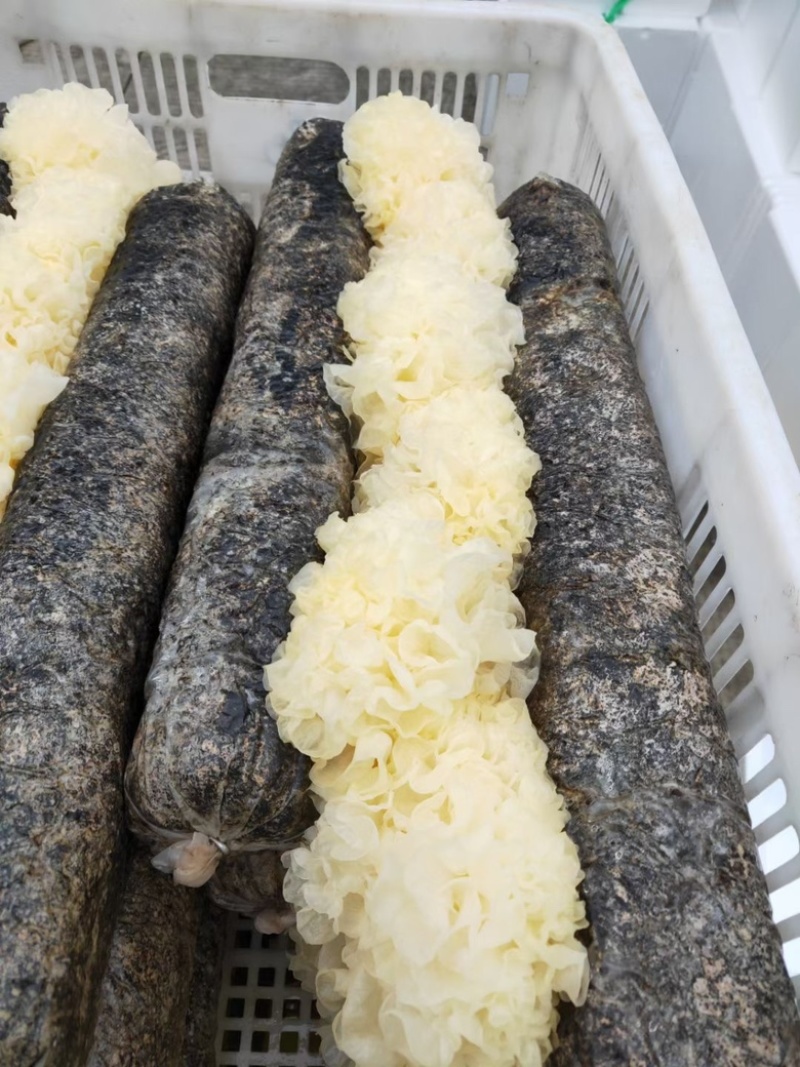 未出耳银耳菌棒银耳菌包精品银耳包可以到基地考察参观