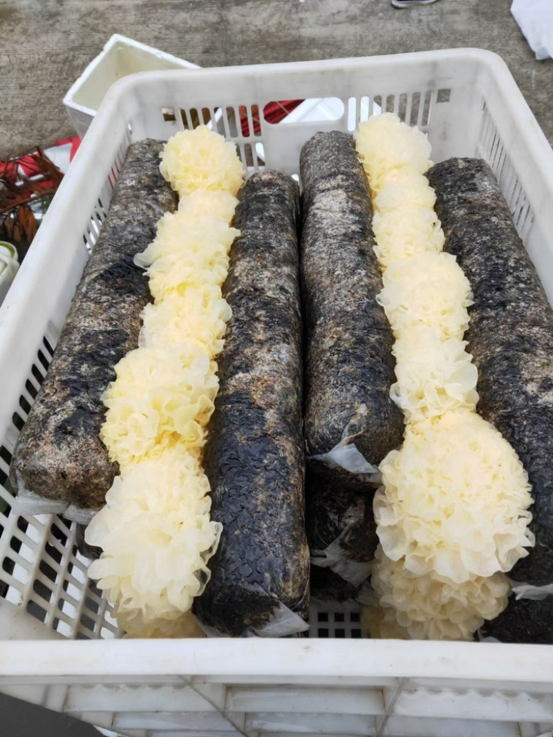 未出耳银耳菌棒银耳菌包精品银耳包可以到基地考察参观