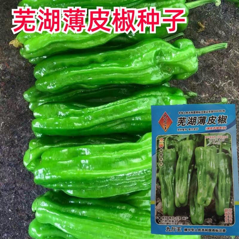 芜湖薄皮椒种子辣椒种长灯笼形果皮较皱果色淡绿微辣皮薄农家