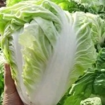 河南省开封市，通许县夏阳白菜大量上市中。