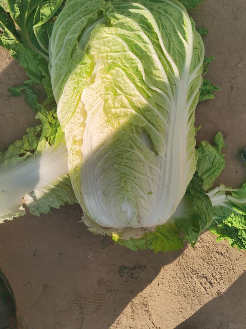 河南省开封市，通许县夏阳白菜大量上市中。